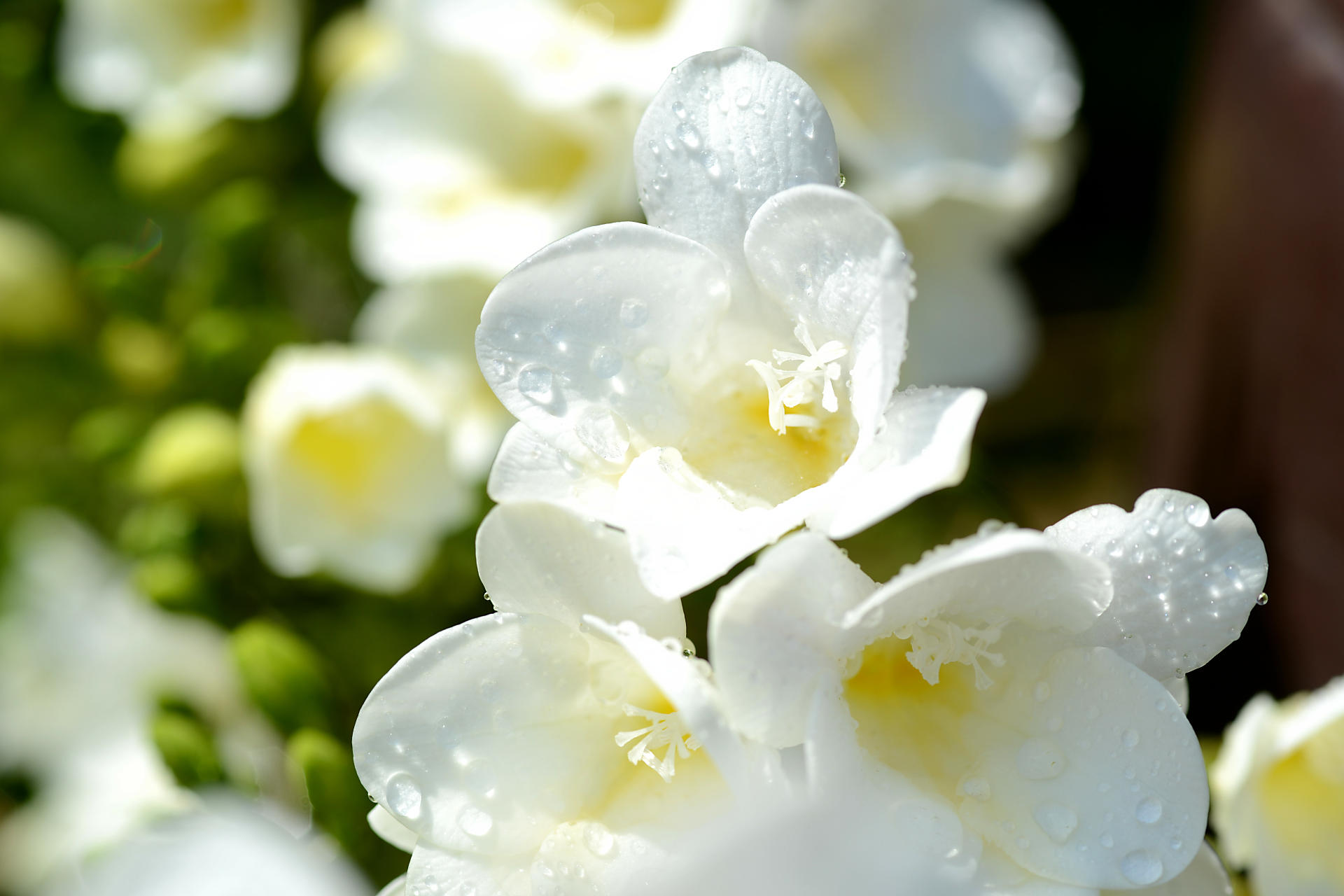 ホワイトパワーセラムの香りのイメージ画像