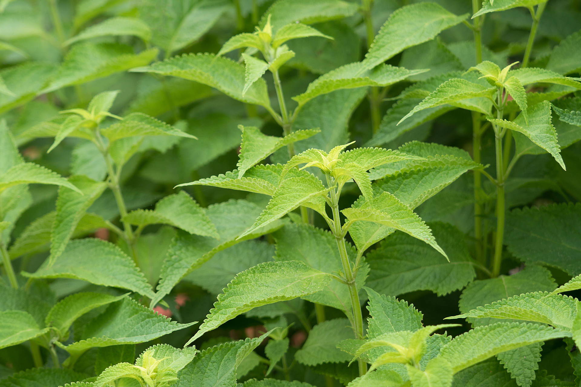 ヒキオコシという植物の画像