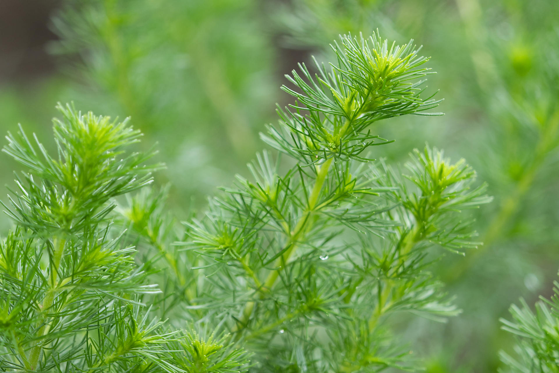 カワラヨモギの画像