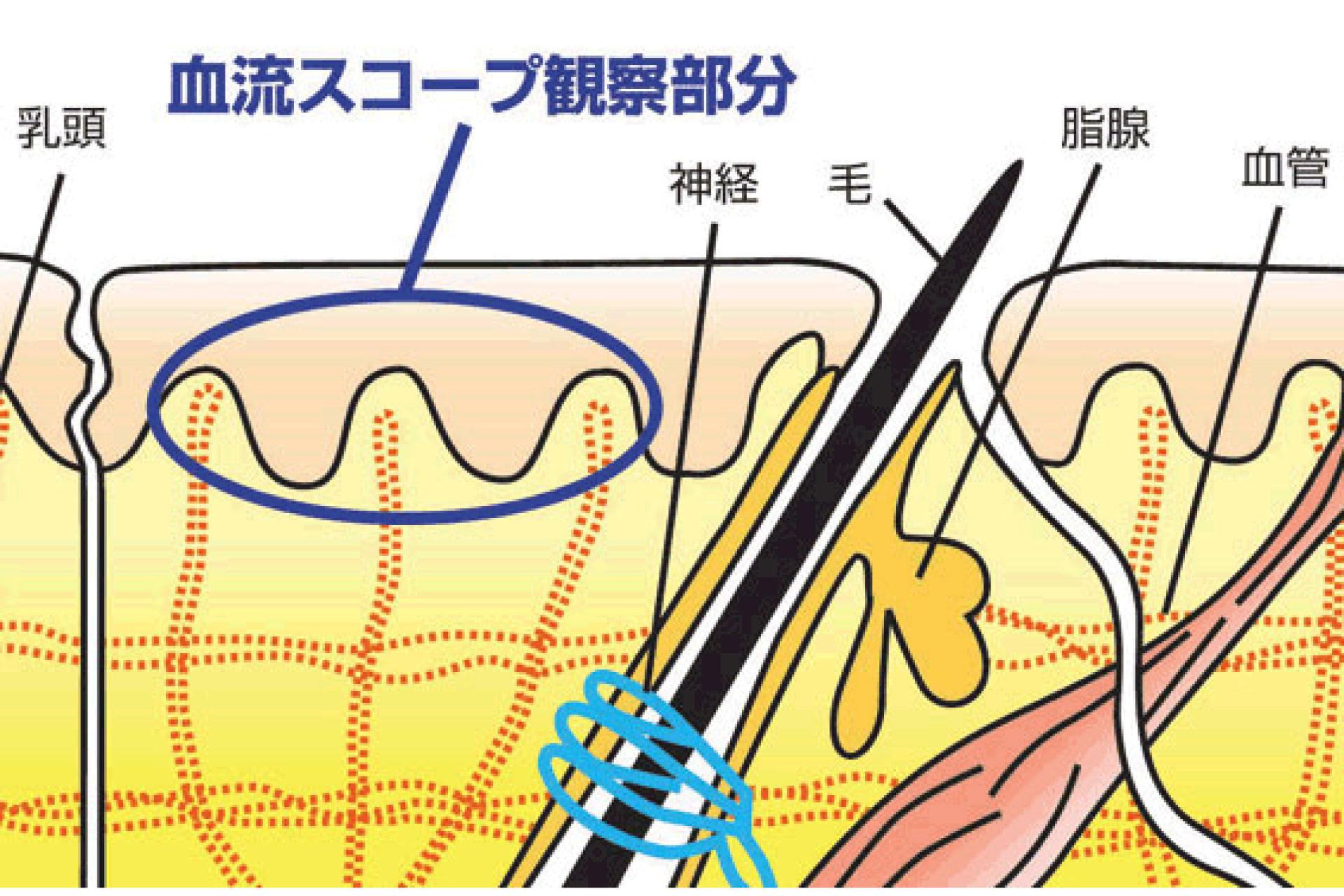 血流スコープ観察のイメージイラスト