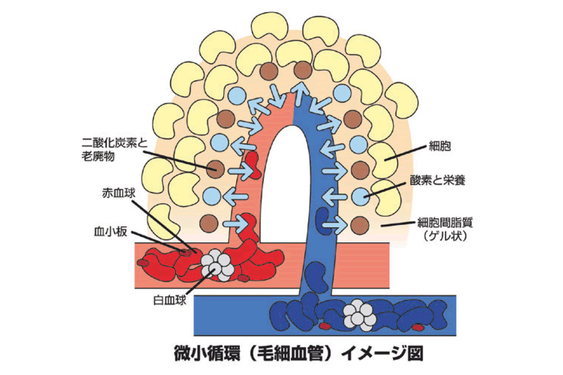 微小循環（毛細血管）のイメージ図